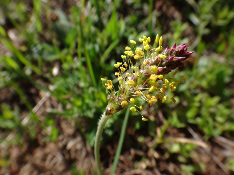 24 Plantago alpina.jpg