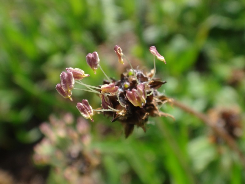 25 Plantago atrata.jpg