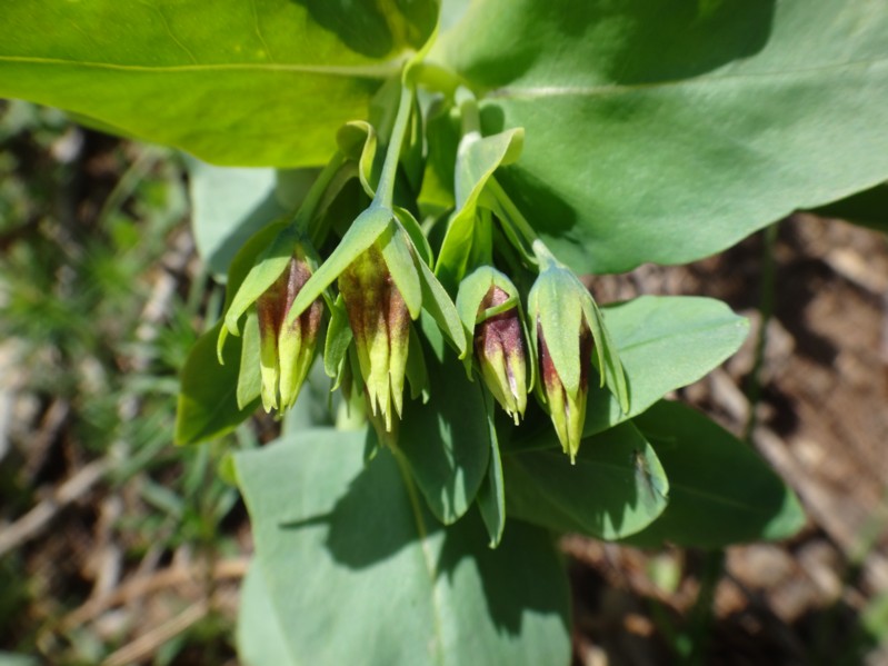 26 Cerinthe minor subsp auriculata.jpg