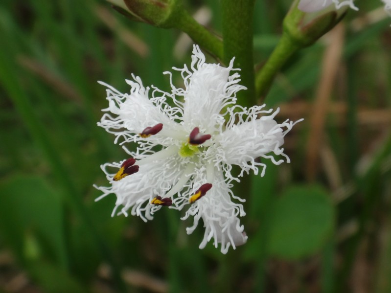 27 Menyanthes trifoliata.jpg