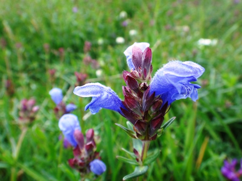 28 Dracocephalum ruyschiana.jpg