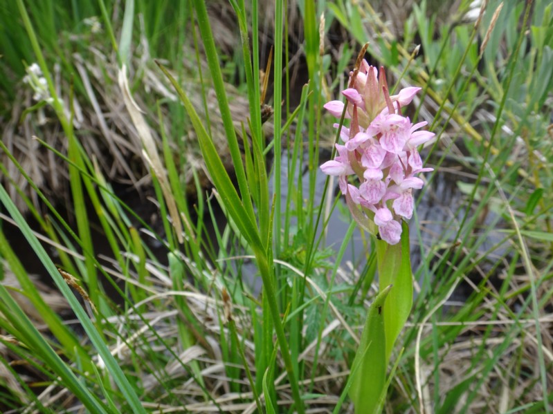 29 Dactylorhiza incarnata subsp incarnata.jpg