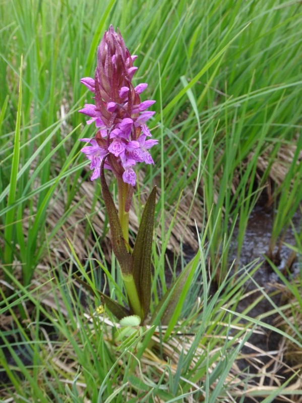 30 Dactylorhiza incarnata subsp hyphaematodes.jpg