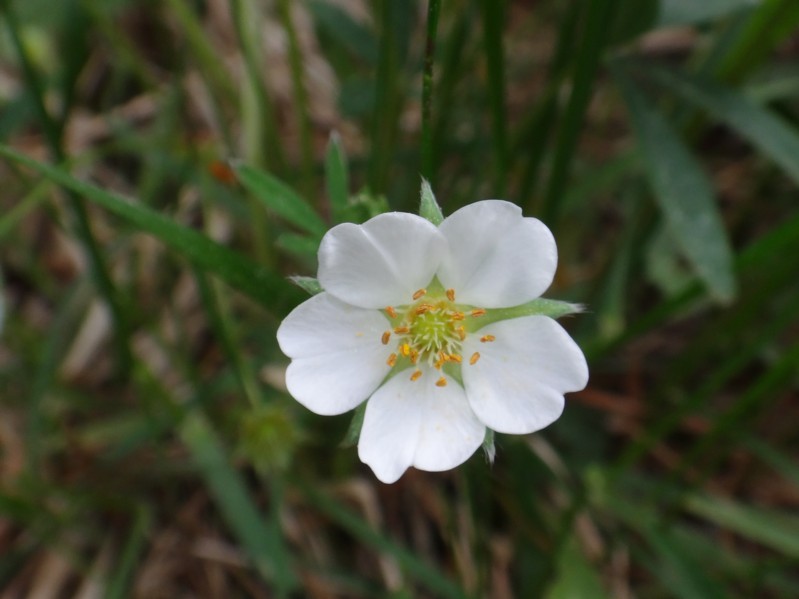 31 Potentilla alba.jpg