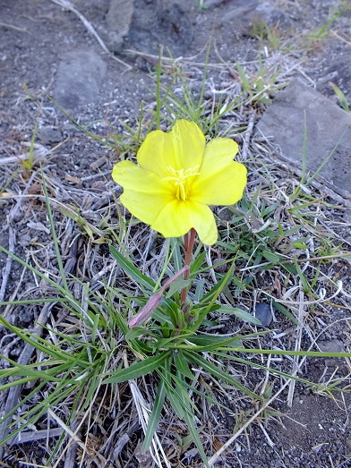 DSCF4506.JPG