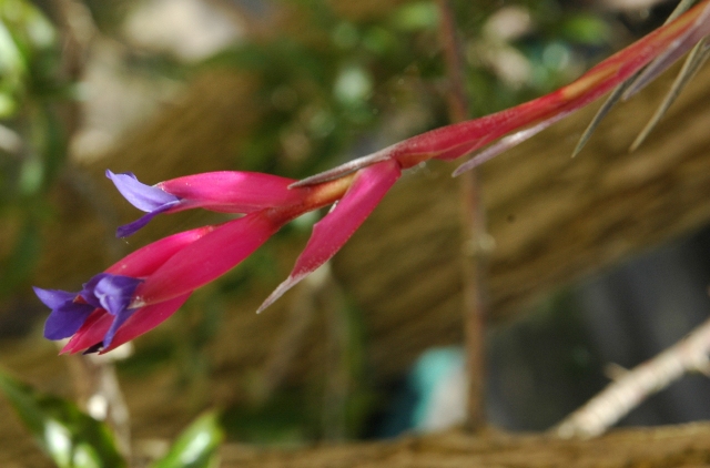 Tillandsia - DSC_1993 - Copie.JPG