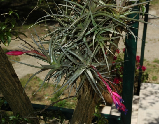 Tillandsia - DSC_1996 - Copie.JPG