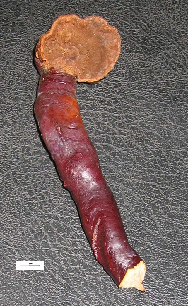 champignon02web.jpg