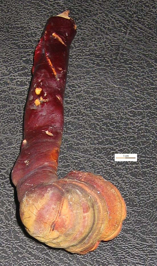 champignon01web.jpg