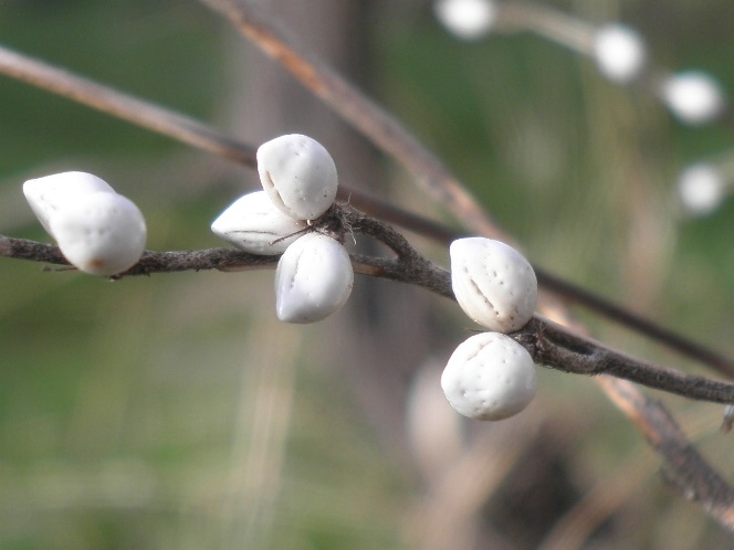 Grémil (Lithospermum officinale)