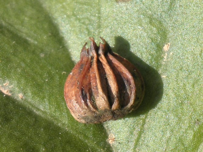 Charme (Carpinus betulus)