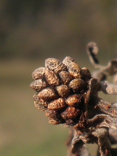 Ronce (Rubus sp.)