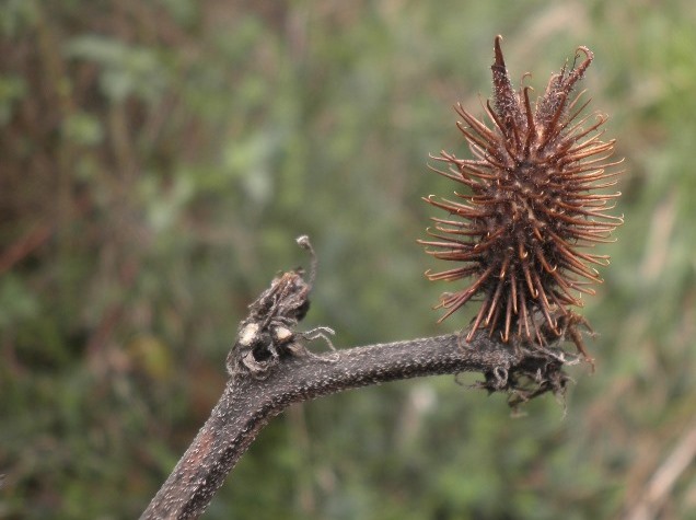 Xanthium strumarium