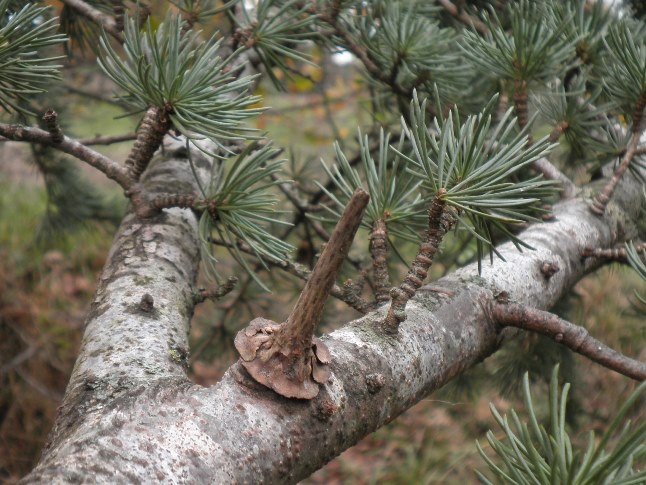 Cedrus atlantica