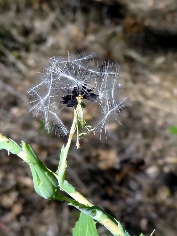 Lactuca (4).JPG