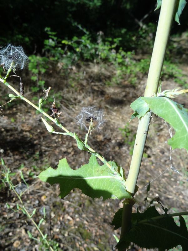 Lactuca (2).JPG