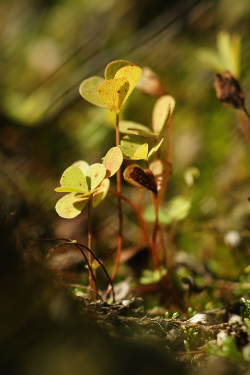 {marsillea quadrifolia2}.jpg