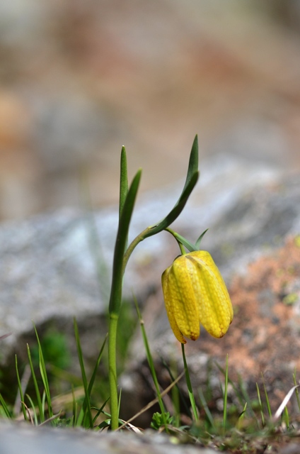 Fritillaria moggridgei Baker.JPG