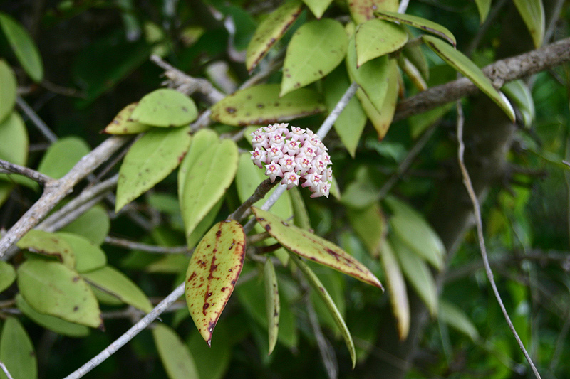 Hoya1.jpg