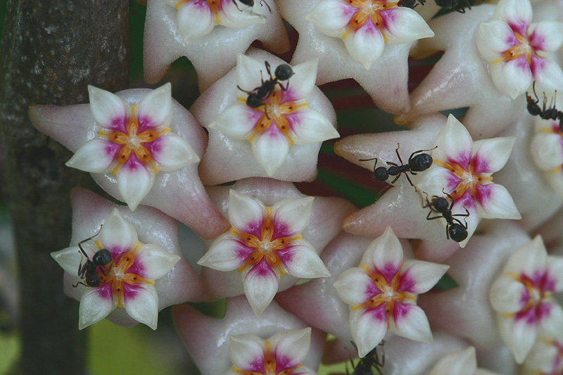 Hoya3.jpg