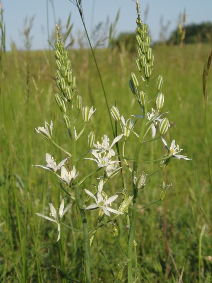 Ornithogalum narbonense syn Loncomelos narbonense.jpg