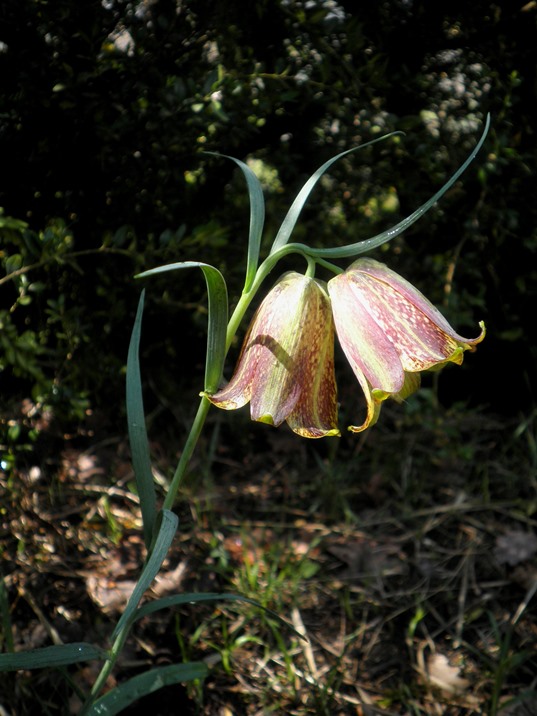 fritillaria pyrenaica_double_2014.jpg