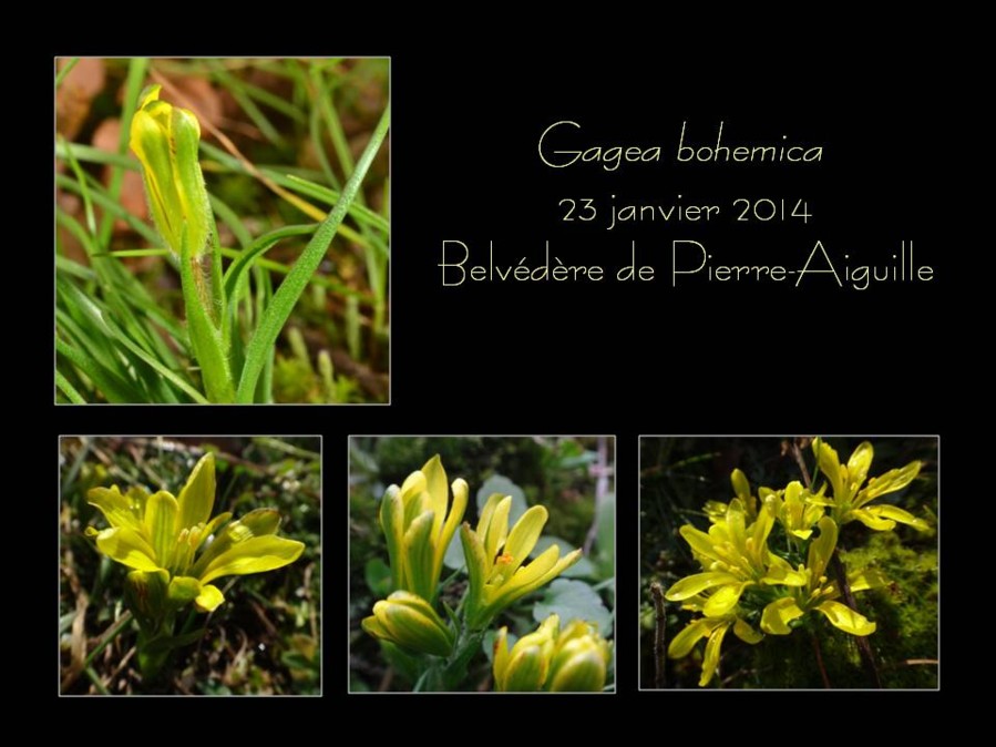 Gagea Bohemica Pierre-Aiguille.jpg