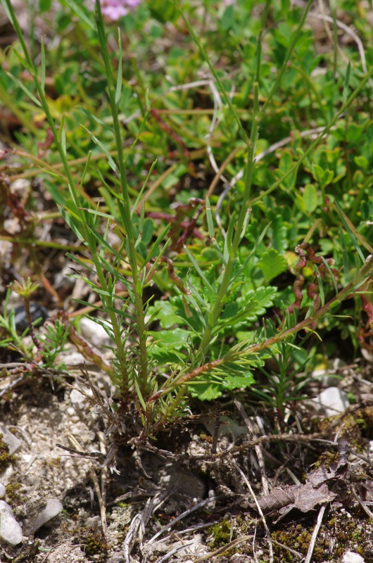 L.tenuifolium base des tiges.JPG