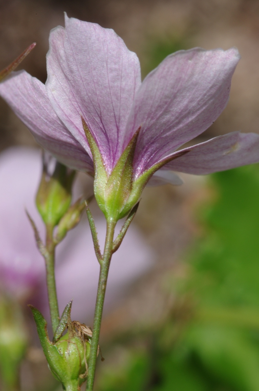 L.tenuifolium détail sépales.JPG
