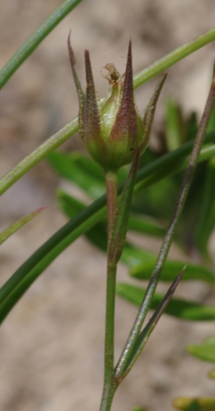 L.tenuifolium fruit.JPG