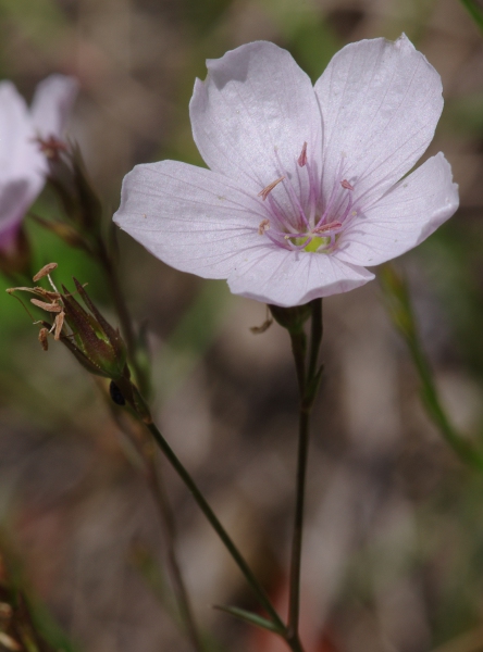L.tenuifolium détail fleur.JPG