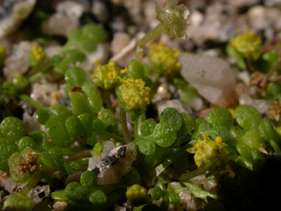 Nananthea  perpusilla pl.9.jpg