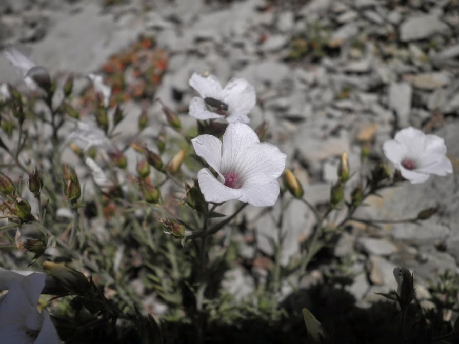 2_linum suffruticosum_pyrenees espagne.JPG