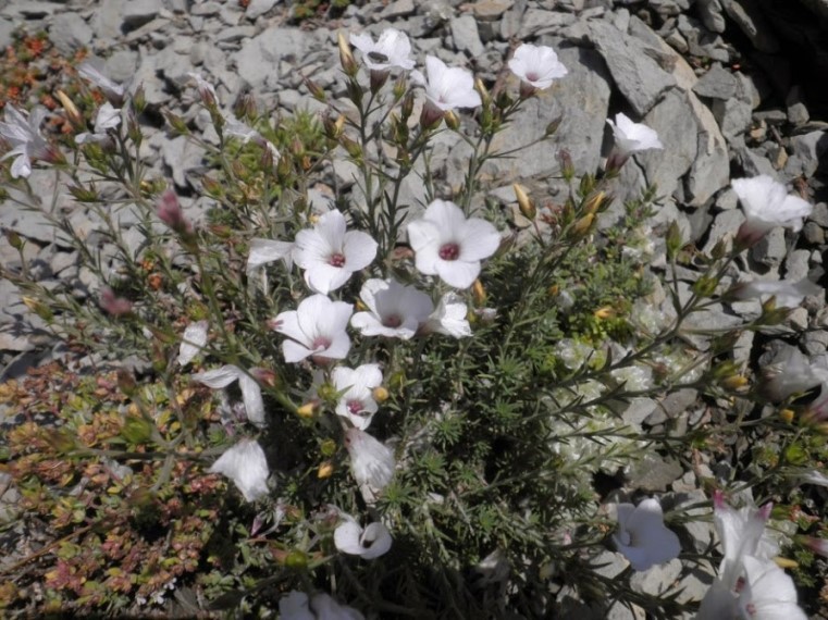 3_linum suffruticosum_pyrenees espagne.JPG