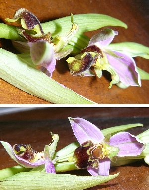Ophrys apifera à voir (1).JPG