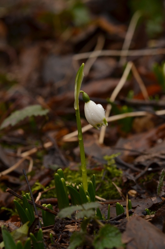 Leucojum vernum L.01.JPG