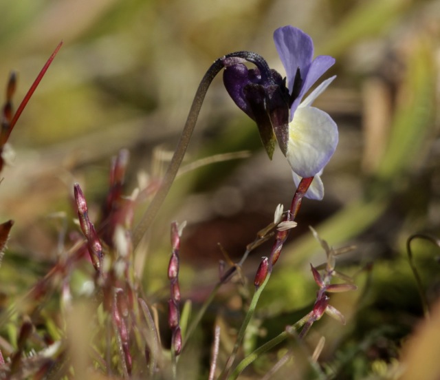 Viola kitailbeliana au milieu de Mibora minima !