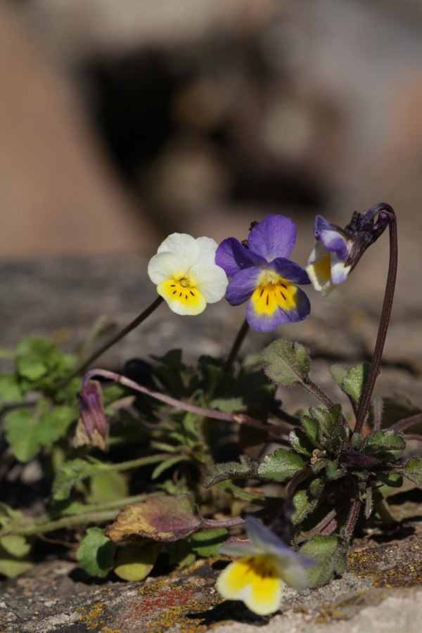 Viola arvensis/ tricolor / kitaibeliana ?