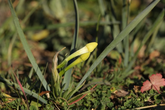 Narcissus dubius