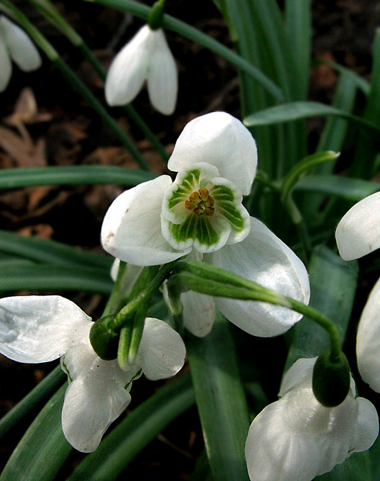 _04Galanthus nivalis-PerceNeige-33-langoiranRuisseau140327bla (6).jpg