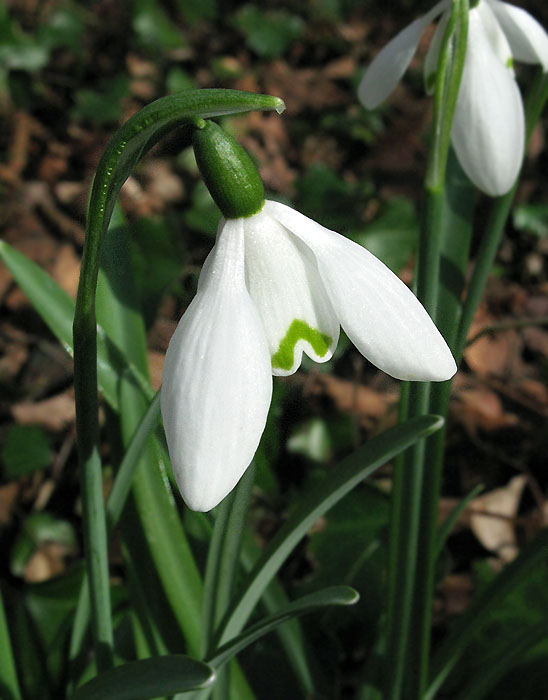_03Galanthus nivalis-PerceNeige-33-langoiranRuisseau140327bla (17).jpg