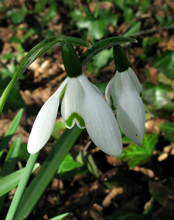 _02Galanthus nivalis-PerceNeige-33-langoiranRuisseau140327bla (15).jpg
