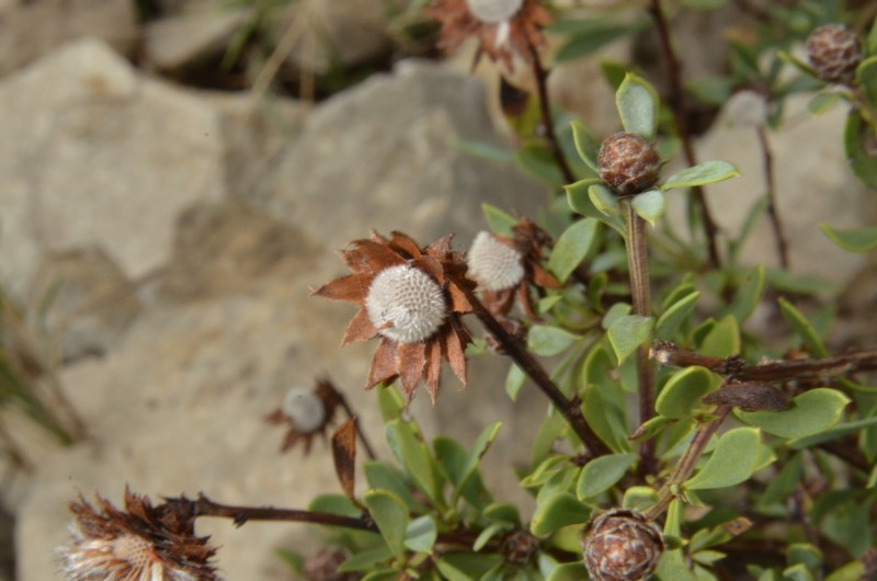 Globularia alypum-Globulaire buissonnante 05b.jpg