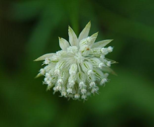 Astrantia minor-Petite astrance.jpg