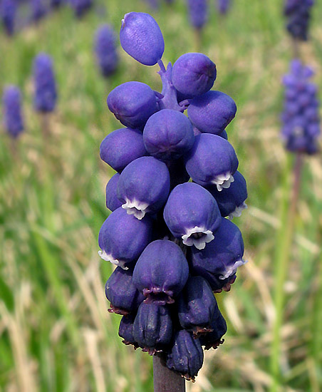 _041Muscari-33Cazaugitat-ButteLaunay150315 (4).jpg