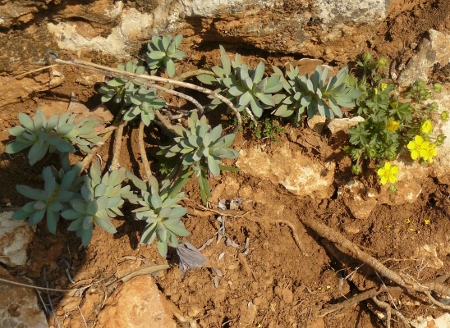 Siou blanc Sedum à identifier P1180103 (450x328).jpg