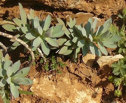 Siou blanc Sedum à identifier P1180103.JPG