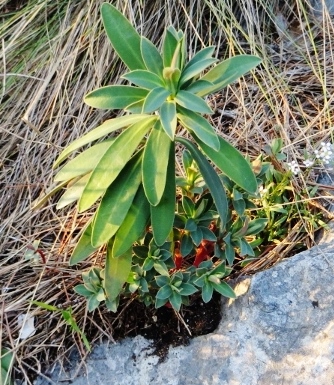 Mars  2013 flore Baou Roux 043 (500x435).jpg