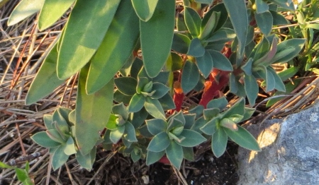 Mars  2013 flore Baou Roux 043 (450x262).jpg