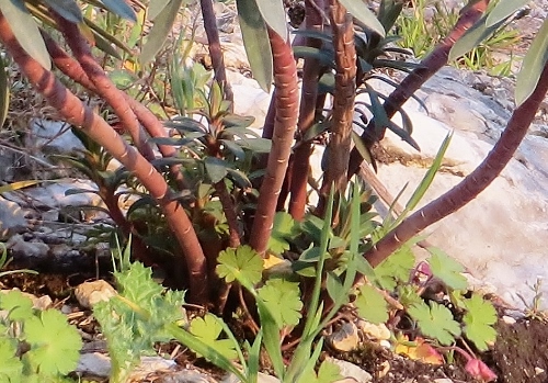 Mars  2013 flore Baou Roux 085 (500x349).jpg